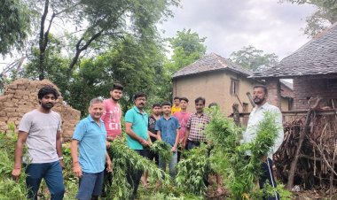 युवाओं ने उखाड़े भांग के पौधे