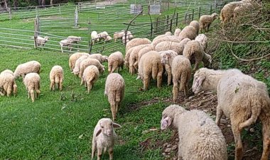 भेडू फॉर्म ताल में  'फाडर डेवलपमेंट प्रोजेक्ट' शुरू,1.07 करोड़ का यह प्रोजेक्ट 5 साल तक चलेगा, 