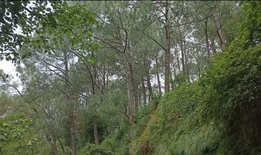 हमीरपुर सर्कल में 260 मामले फायर सीजन में आगजनी के सामने आए