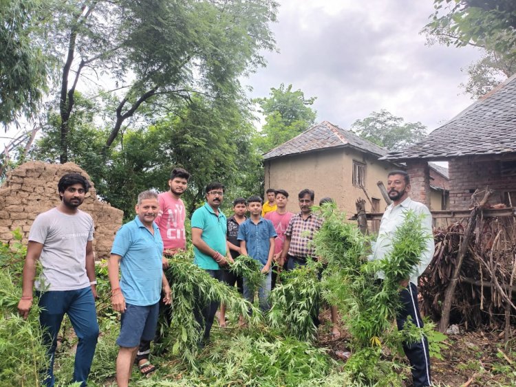 युवाओं ने उखाड़े भांग के पौधे