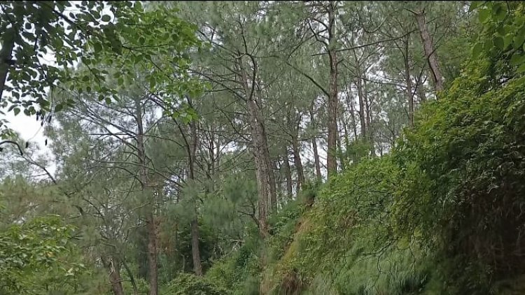 हमीरपुर सर्कल में 260 मामले फायर सीजन में आगजनी के सामने आए