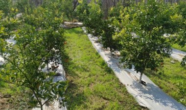 एचपी शिवा परियोजना से गांव कैहडरू में आई मौसंबी और अनार की बहार