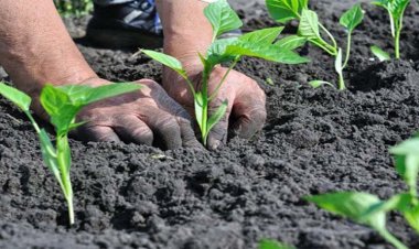 प्राकृतिक खेती से किसानों की तरक्की; कृषि सचिव बोले, हर पंचायत में बन रहा पारंपरिक खेती का एक मॉडल गांव