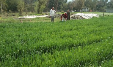 कृषि विभाग की टीम ने पीला रतुआ की आशंका वाले गांवों का दौरा किया