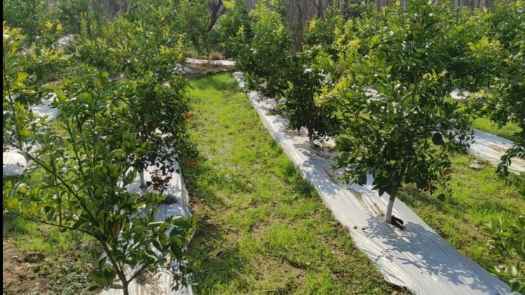 एचपी शिवा परियोजना से गांव कैहडरू में आई मौसंबी और अनार की बहार