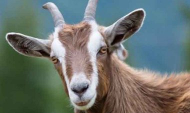 दियोटसिद्ध मंदिर में चढ़ाए बकरे 39 लाख में नीलाम, चैत्र मास मेलों में पौणाहारी के दरबार खूब उमड़ा आस्था का सैलाब,