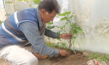 ग्राफ्टिंग करके आलू के पौधे से बैंगन और टमाटर उगाए