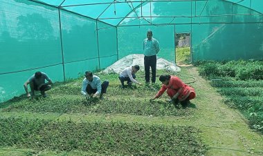 अब हमीरपुर जिला के बागवान भी उगा सकेंगे जापानी फल