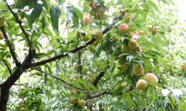 आड़ू की खेती में कारगर साबित हुई समर प्रूनिंग, पैदावार में भी इजाफा, फल का साइज आधिक, जाने उन्नत तकनीक