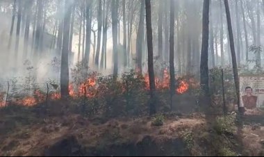 हमीरपुर जिला मुख्यालय के साथ लगते जंगल में लगी भयानक आग