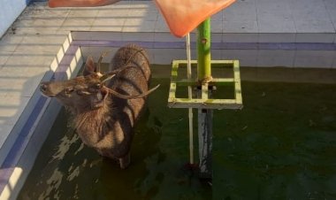 सुजानपुर टीहरा में कृष्ण धाम मंदिर के पास बने तलाब में गिरा बारहसिंघा