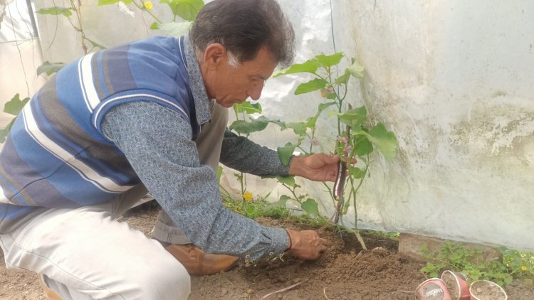 ग्राफ्टिंग करके आलू के पौधे से बैंगन और टमाटर उगाए