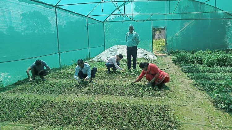 अब हमीरपुर जिला के बागवान भी उगा सकेंगे जापानी फल