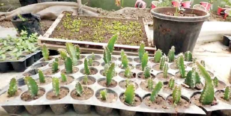 हमीरपुर में तैयार हो रही ड्रैगन फ्रूट की नर्सरी, बागबान होंगे मालामाल