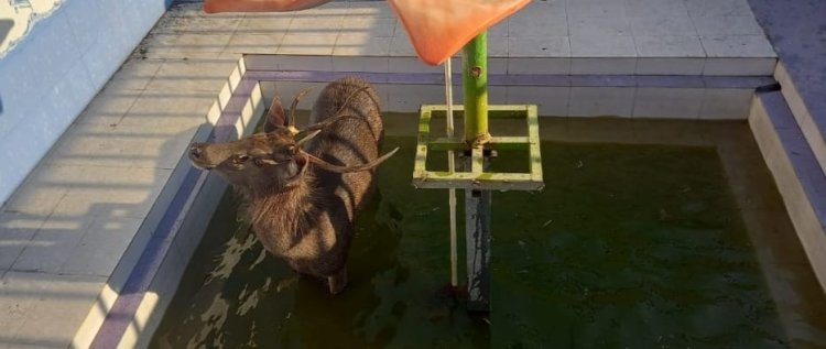 सुजानपुर टीहरा में कृष्ण धाम मंदिर के पास बने तलाब में गिरा बारहसिंघा