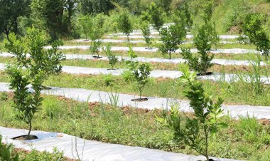 परोल की सूखी धरती पर एचपी शिवा परियोजना से लहलहाने लगा बागीचा