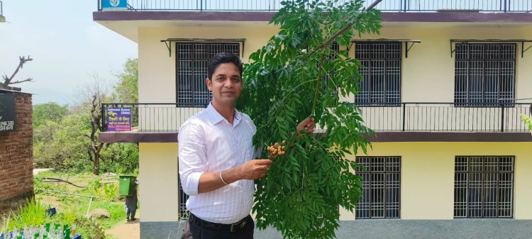 बंजर भूमि को हरा भरा करेगा अब महोगनी पौधे ,किसानों की बढ़ेगी आय