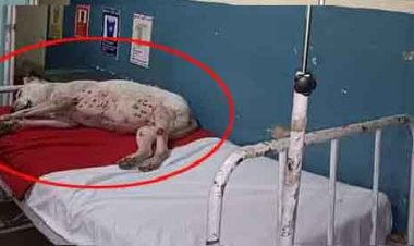 मरीजों को बिस्तर नहीं मिल रहे और भोरंज अस्पताल में आपातकालीन बेड पर आराम फरमा रहे कुत्ते