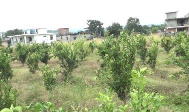 एचपीशिवा परियोजना से बकारटी में भी आई मौसंबी की बहार