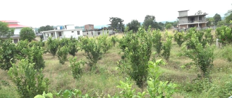 एचपीशिवा परियोजना से बकारटी में भी आई मौसंबी की बहार