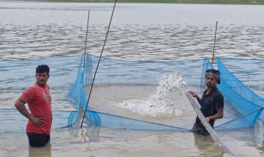 मत्स्य विभाग ने गोविंद सागर में मछलियों के बीज डालने की प्रक्रिया की शुरू, इस वित्तीय वर्ष में डाले जाएंगे 50 लाख बीज:विवेक चंदेल