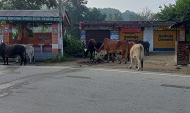 कागजों में योजनाएं,सड़कों पर घूम रहे लावारिस पशु