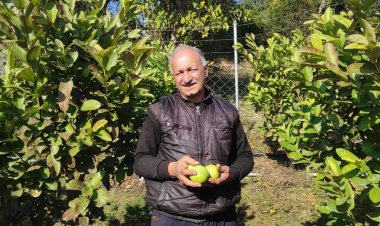 एचपीशिवा परियोजना गांव जोल में लाई अमरूद की बहार