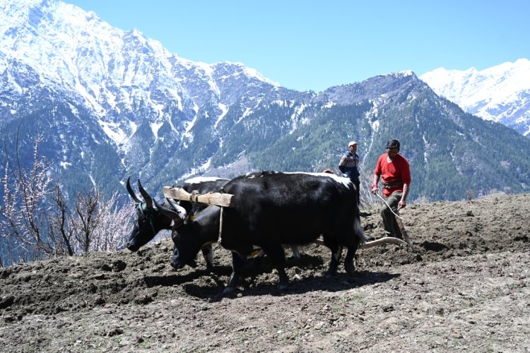 प्राकृतिक खेती उप-मंडल बनने से पांगी घाटी के किसानों की आर्थिकी को मिलेगा सम्बल