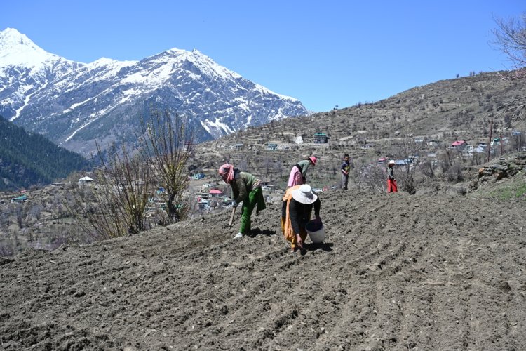 पांगी को राज्य का पहला प्राकृतिक खेती उप-मंडल अधिसूचित करने पर सरकार की लोगों ने की सराहना