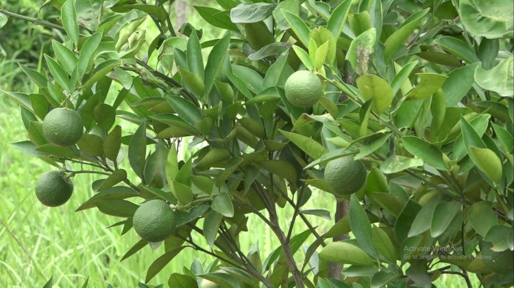 कोल्ड स्टोर बनाएं, उद्यान विभाग देगा 50 प्रतिशत सब्सिडी