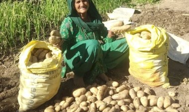 हरनेड़ के बुजुर्ग दंपत्ति ने प्राकृतिक खेती से पैदा की बंपर फसल