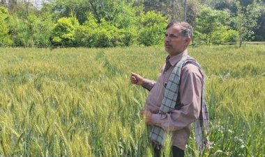 गेहूं, मक्की और हल्दी के दाम बढ़ने से संजीव और अन्य किसान गदगद