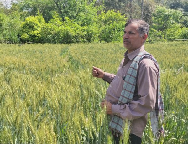 गेहूं, मक्की और हल्दी के दाम बढ़ने से संजीव और अन्य किसान गदगद