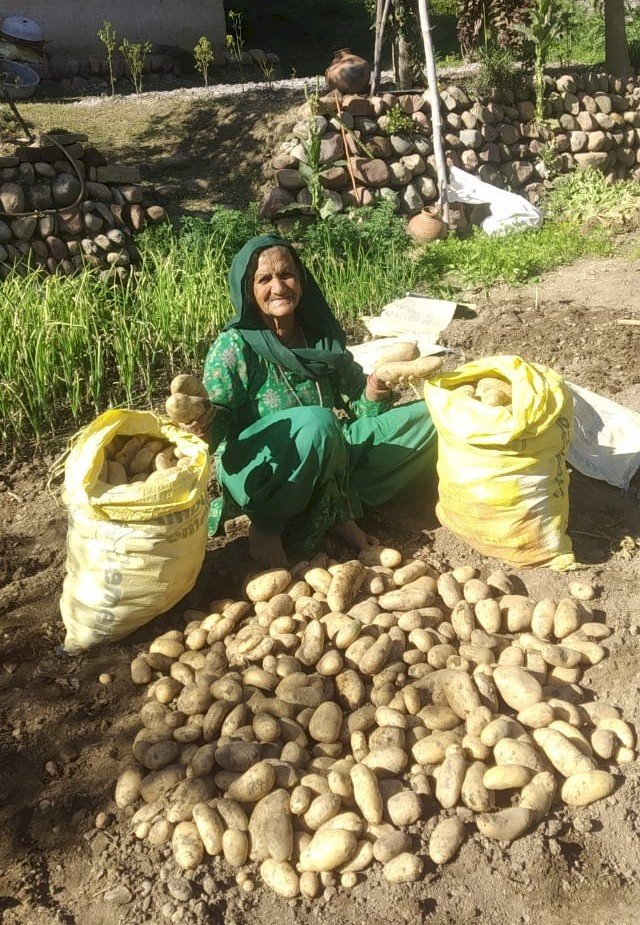 हरनेड़ के बुजुर्ग दंपत्ति ने प्राकृतिक खेती से पैदा की बंपर फसल