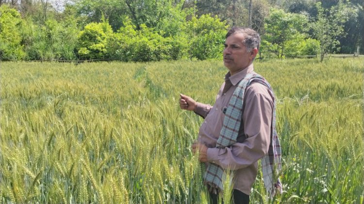 गेहूं, मक्की और हल्दी के दाम बढ़ने से संजीव और अन्य किसान गदगद