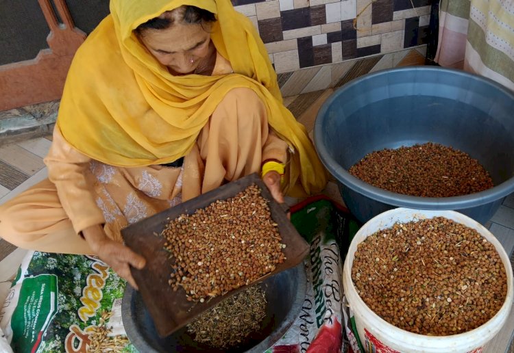 चने की खेती में भी रंग लाई हरनेड़ के ललित कालिया की मेहनत