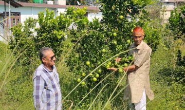 लुधियाणा तक पहुंचने लगी धनेटा क्षेत्र के गांव कुसियार की मौसम्बी