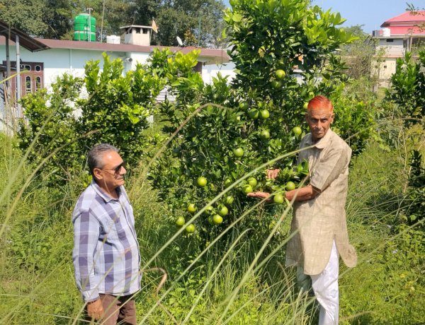 लुधियाणा तक पहुंचने लगी धनेटा क्षेत्र के गांव कुसियार की मौसम्बी