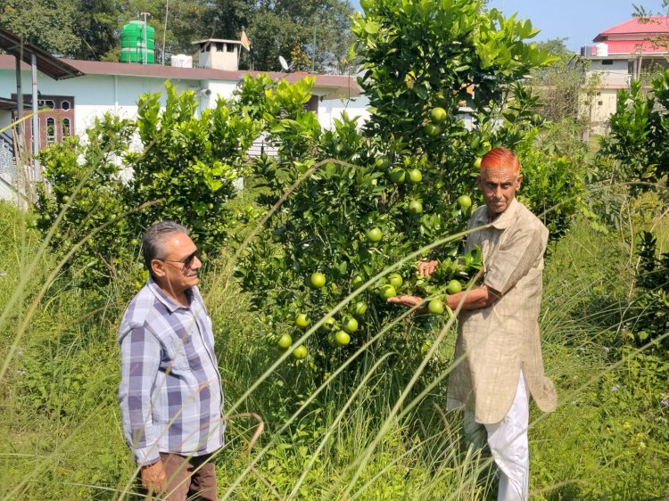 लुधियाणा तक पहुंचने लगी धनेटा क्षेत्र के गांव कुसियार की मौसम्बी